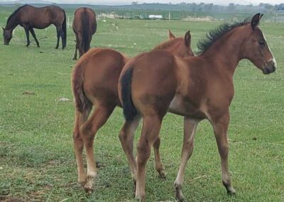 best-aqha-stud-buffalo-wyoming