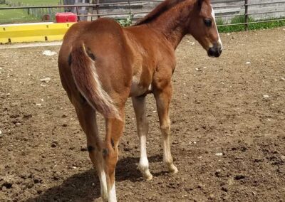 best-aqha-stud-cutting-wyoming