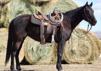 quarter-horse-rope-horse-stud-wyoming-jpg